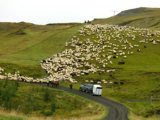 Iceland-Iceland Shorts-Sheep Round-Up on Horseback